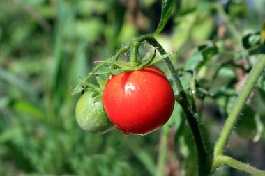 Fresh tomatoes on vegetable garden clipart