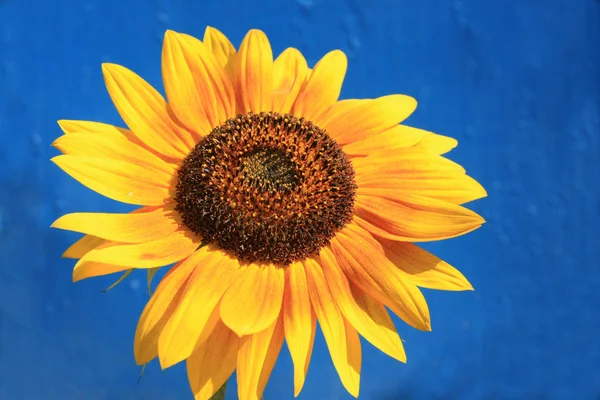 Sonnenblume und blauer Hintergrund — Stockfoto