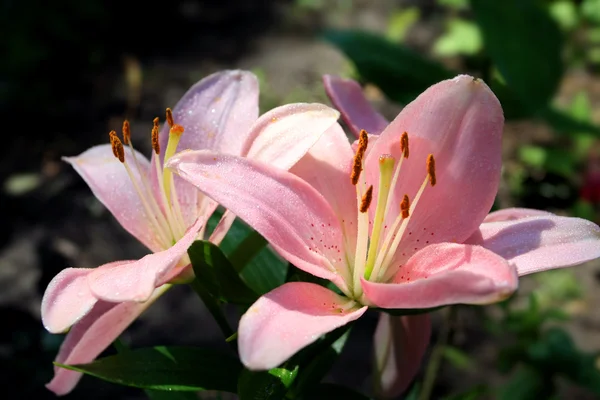 Дві гарні квіти в квітковому саду — стокове фото