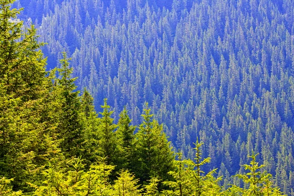 Abstrakte Wälder Hintergrund — Stockfoto
