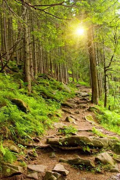 Pathway in mountains forest — Stock Photo, Image