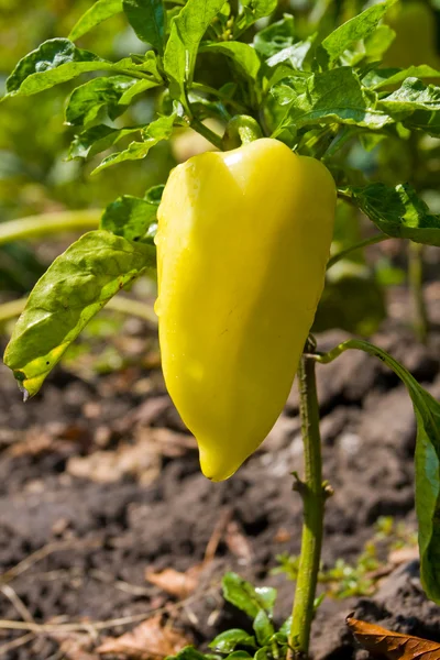 Papriky na zeleninové zahradě — Stock fotografie