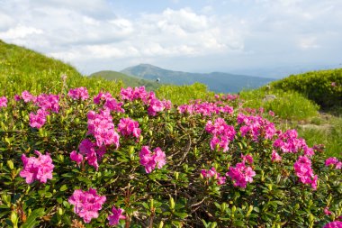 Nice mountains flowers of rhododendron clipart