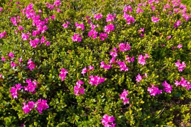 rhododendronlar