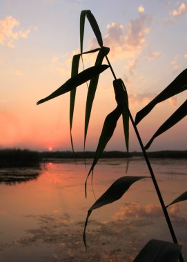 güzel susnset Nehri üzerinde