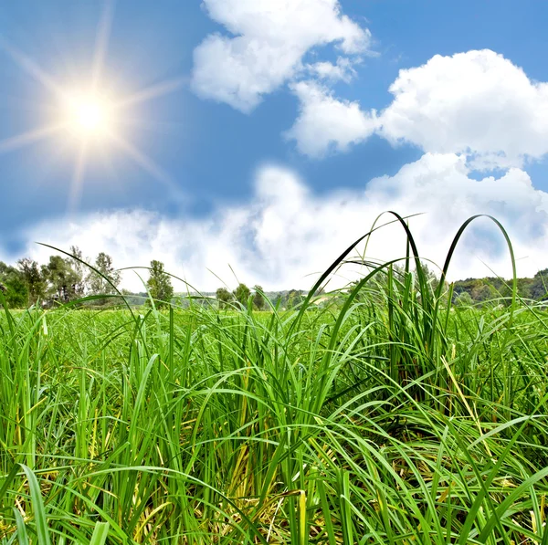 緑の草の cloudly 上空で太陽 — ストック写真