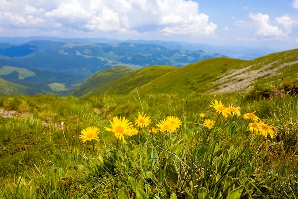 Пейзаж с полевыми цветами в горах — стоковое фото