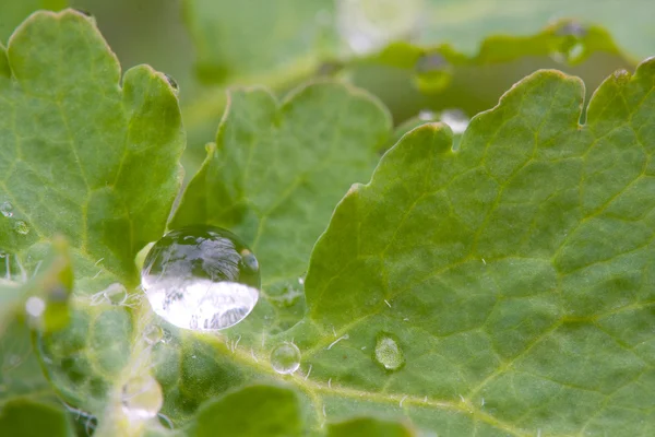 Waterdrops on green leaf — Stock Photo, Image