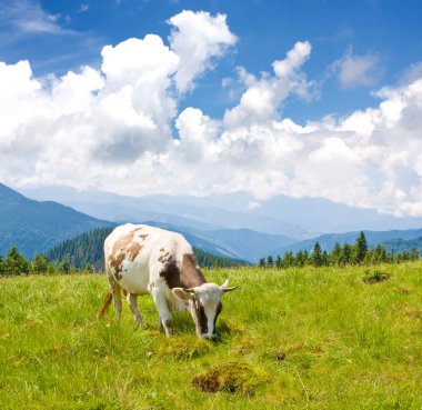 Cow on mountains pasture clipart