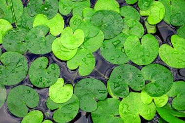 Duckweed clipart