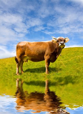 Cow on pasture clipart