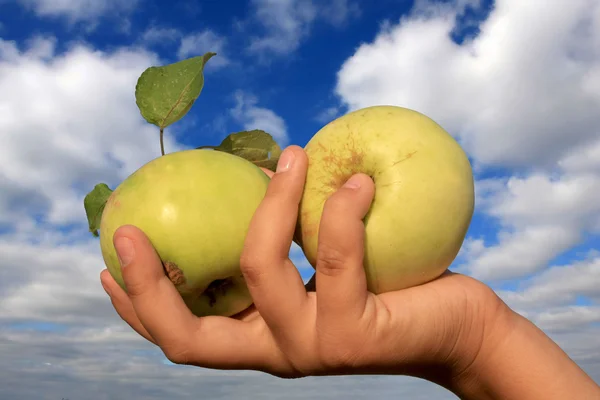 Zwei Äpfel in der Hand — Stockfoto