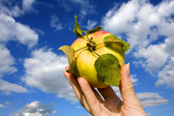 Frischer Apfel in der Hand — Stockfoto