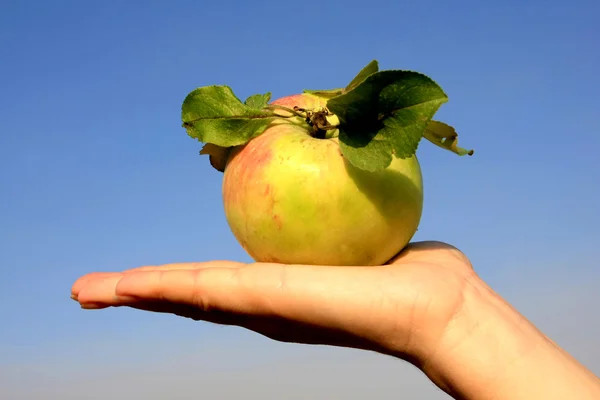 Jabłko na rękę — Zdjęcie stockowe