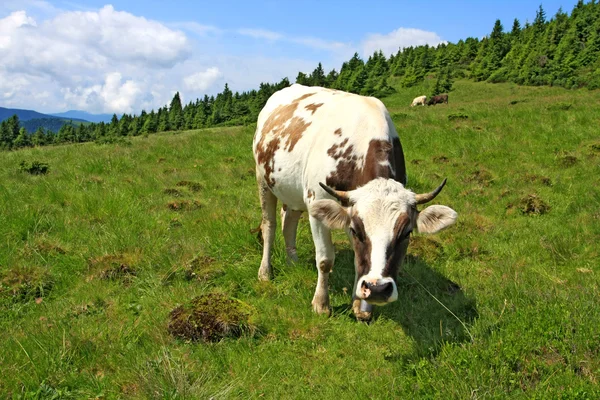 Kráva na horské louce — Stock fotografie