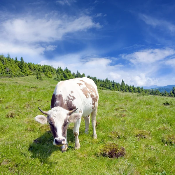 Mucca sul prato — Foto Stock
