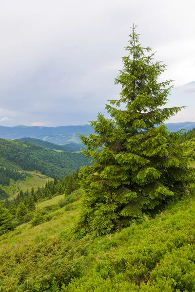 Зеленое дерево в горах — стоковое фото