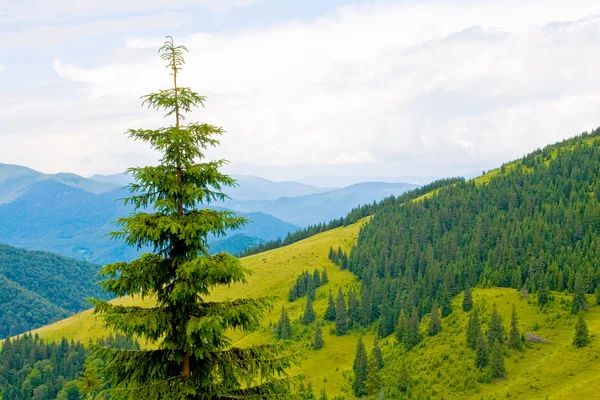 Ορεινό τοπίο με δέντρο — Φωτογραφία Αρχείου