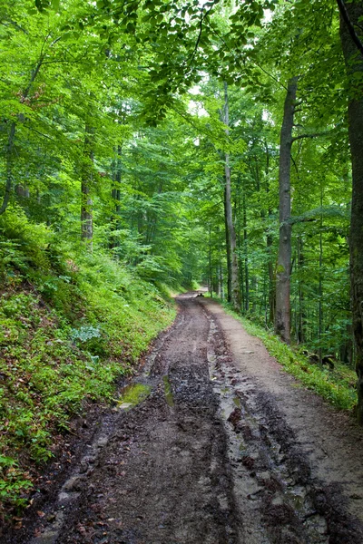 Грязная дорога в зеленом лесу — стоковое фото