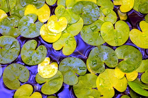 Folhagem de plantas aquáticas em água — Fotografia de Stock