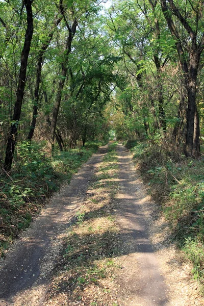 Stock image Road on forest