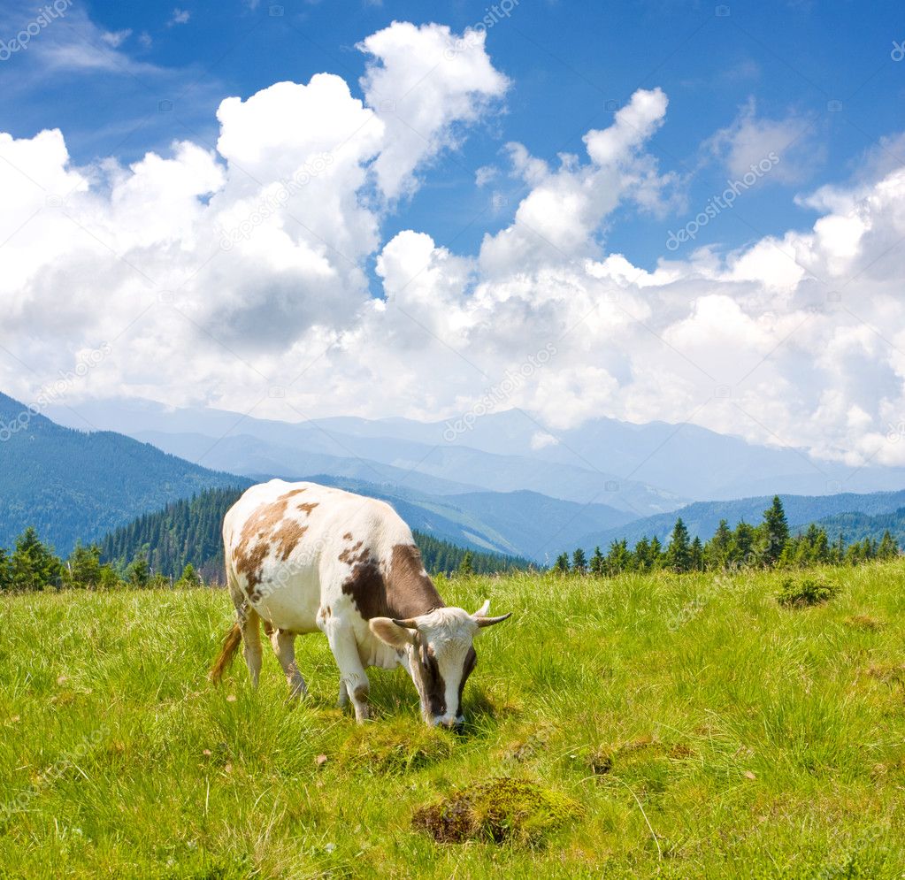 Cow on mountains pasture