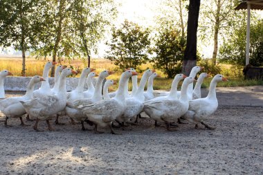 farm yakınındaki birçok kazların