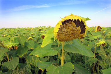 rijpen zonnebloem op veld