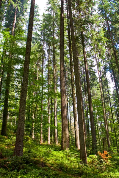 Magas fa, erdő — Stock Fotó
