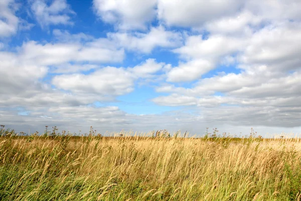 Łąka i niebieski niebo i białe chmury — Zdjęcie stockowe