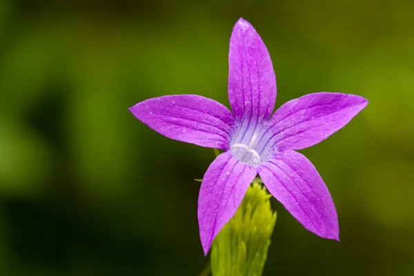 Nice flower on green background — Stock Photo, Image