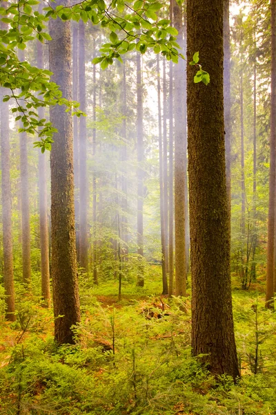 Туманні лісів краєвид — стокове фото