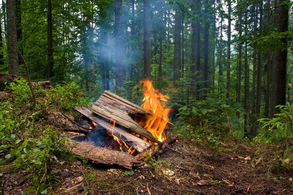 Fire in forest — Stock Photo, Image