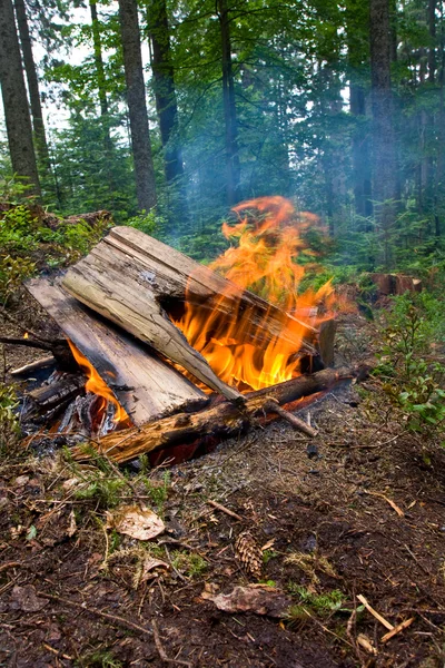 森林でキャンプファイヤー — ストック写真
