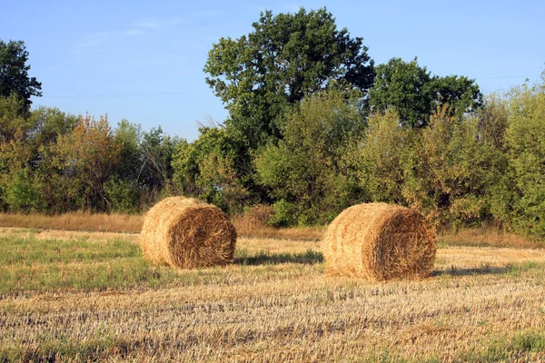 Два стога сена на поле — стоковое фото