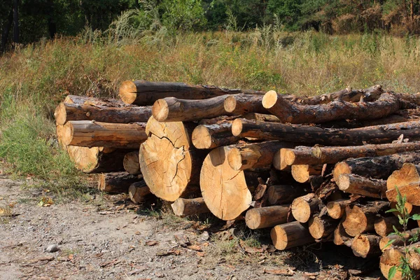 Un mucchio di legna da ardere sulla radura della foresta — Foto Stock