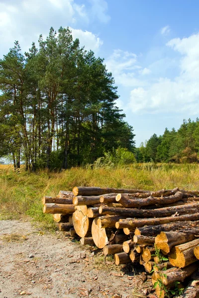 Logs store neat forests clearing — Stock Photo, Image