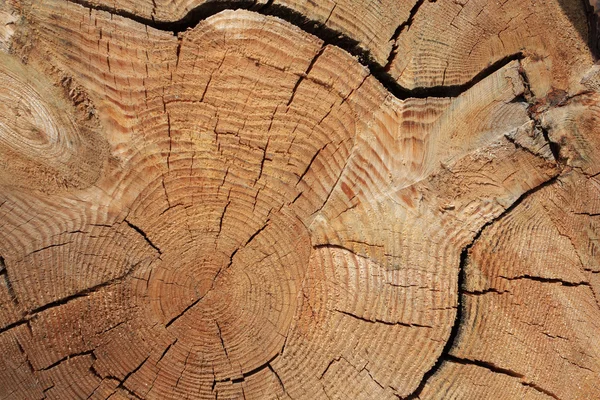Träd beam cutoff konsistens — Stockfoto