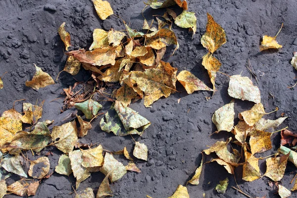 Autumn leaves on grey sand — Stock Photo, Image
