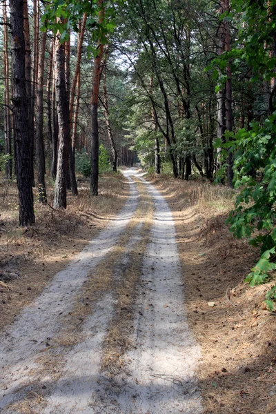 Çam ormanında yol — Stok fotoğraf
