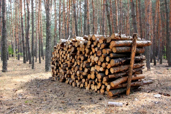 Brennholzlager im Wald — Stockfoto