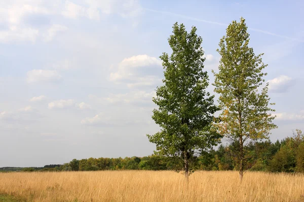 Two poplars on field — Stock Photo, Image
