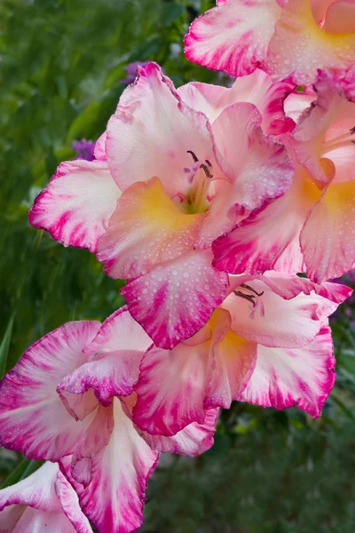 Gladiolus blossoming — Stock Photo, Image