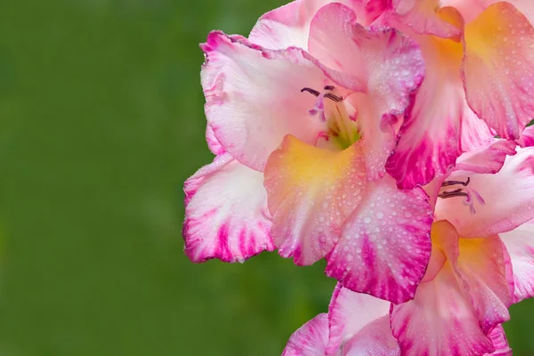 Gladiolen bloem — Stockfoto