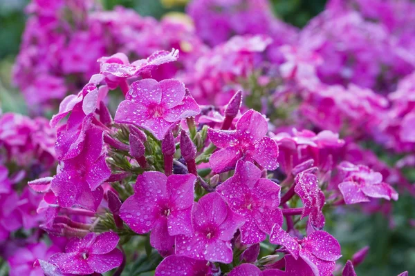 Phlox flores com gotas de água — Fotografia de Stock