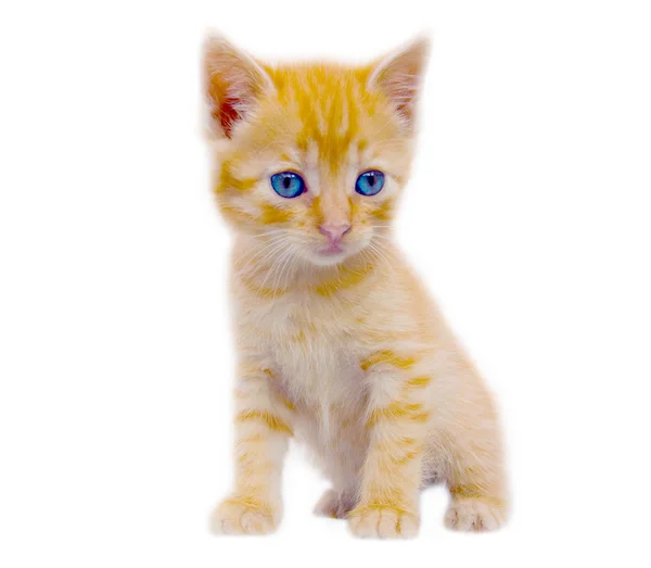 stock image Funny kitten