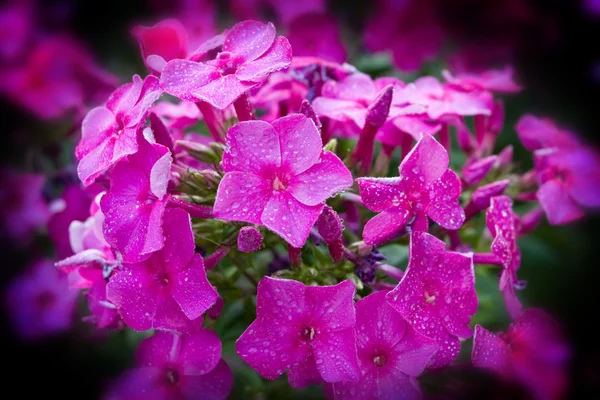 Phlox blossomin — Stock Photo, Image