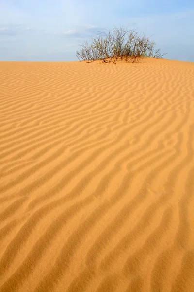 Чистая растительность в песке — стоковое фото
