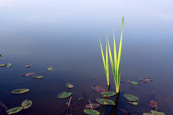 Cane sprouts in the water on evening — Stock Photo, Image