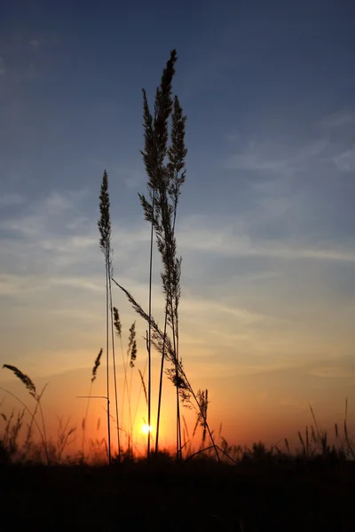 草原で日没 — ストック写真